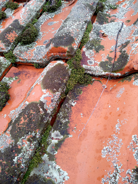 Moss growing on roof tiles